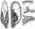 Acoelomorpha (acoelomorphs)