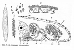 Taurida fulvomaculata