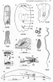 Acoelomorpha (acoelomorphs)