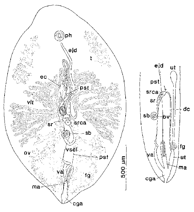 Syndesmis albida