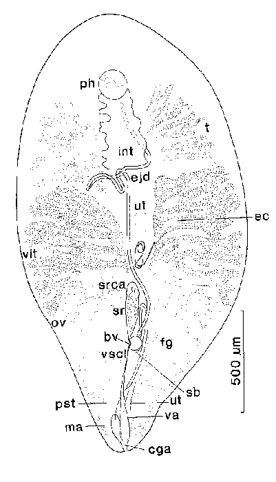 Syndesmis rubida