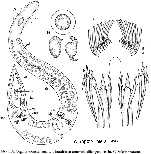 Coelogynopora faenofurca
