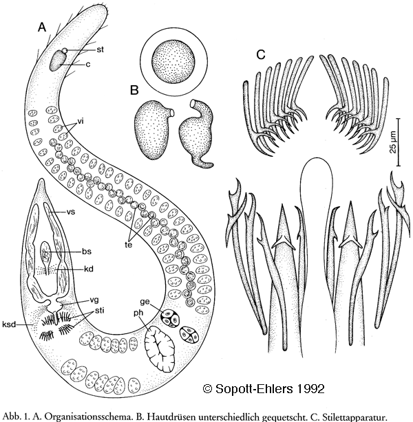 Coelogynopora faenofurca