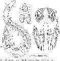 Platyhelminthes (flatworms)