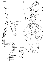 Nematoplana corsicana
