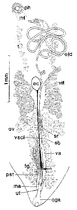 Syndesmis inconspicua