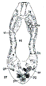 Genostoma inopinatum