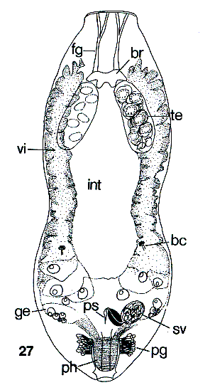 Genostoma inopinatum