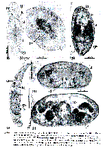 Genostoma inopinatum