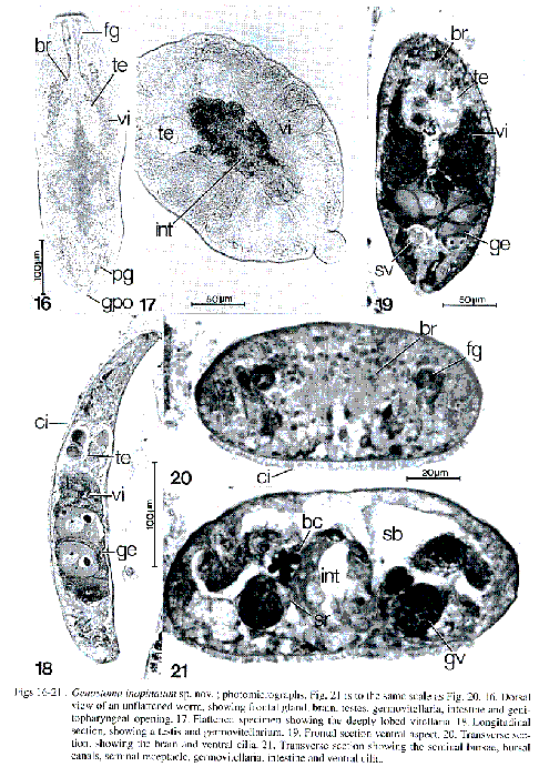 Genostoma inopinatum