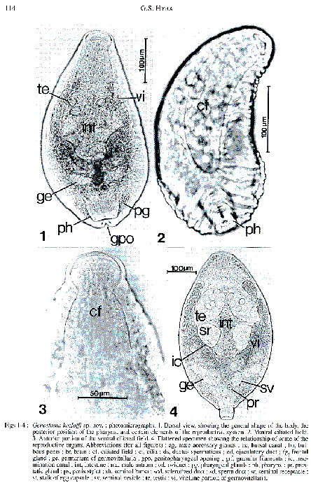 Genostoma kozloffi