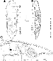 Acoelomorpha (acoelomorphs)