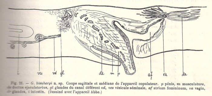 Geoplana (Geoplana) bimbergi