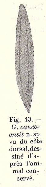 Geoplana (Geoplana) caucaensis