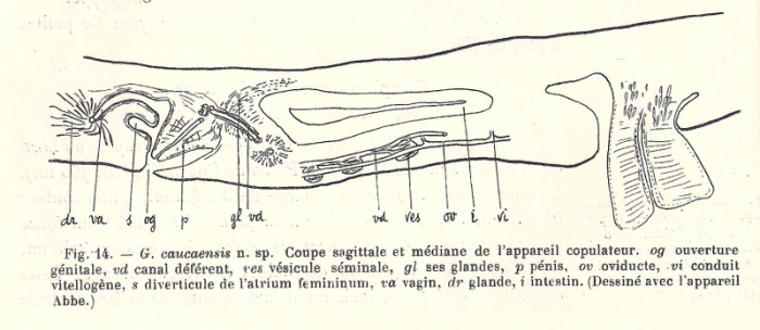 Geoplana (Geoplana) caucaensis