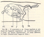 Geoplana (Geoplana) guacensis