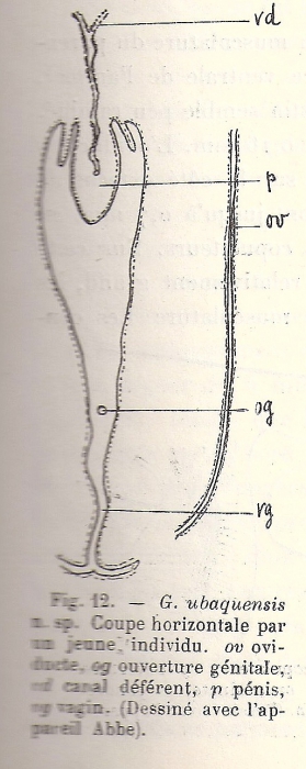 Geoplana (Geoplana) ubaquensis