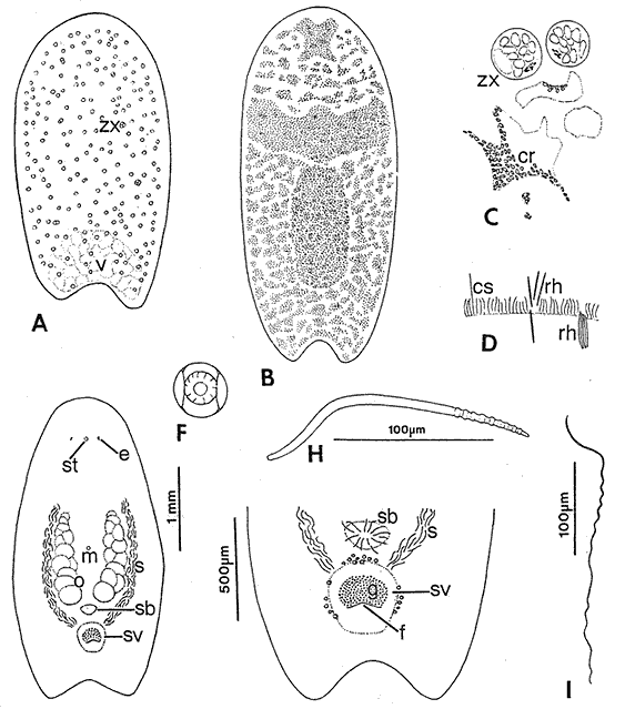 Amphiscolops mosaicus