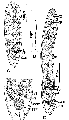 Acoelomorpha (acoelomorphs)