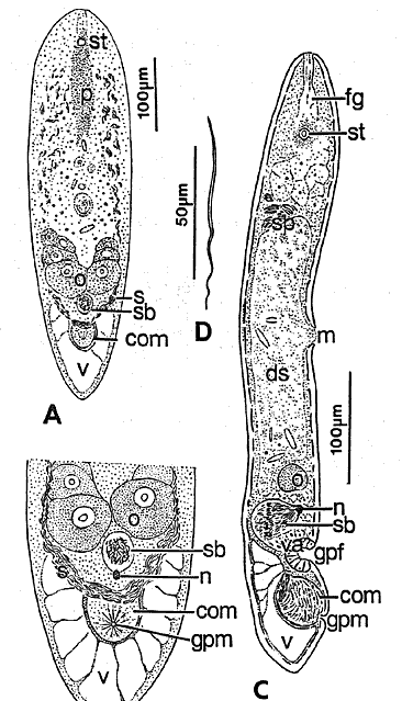 Paramecynostomum carchedonium