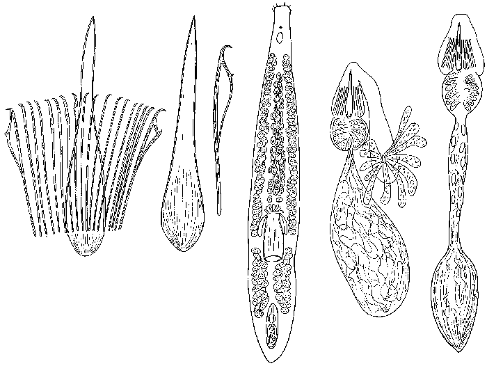 Archotoplana macrostylis
