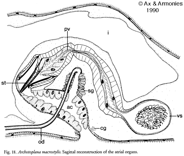 Archotoplana macrostylis