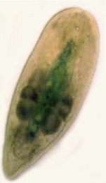 Isodiametra pulchra