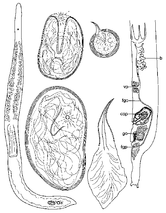 Minona gigantea