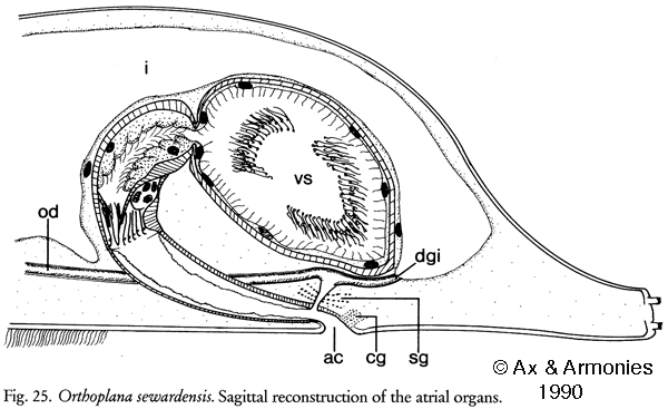 Orthoplana sewardensis