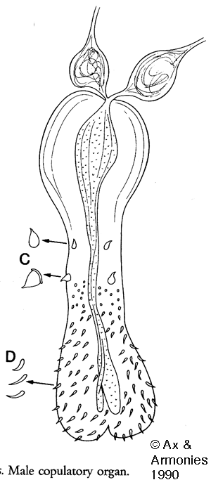 Placorhynchus paratetraculeatus