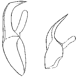 Polystyliphora eilatensis