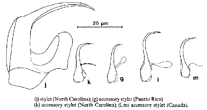 Polystyliphora karlingi