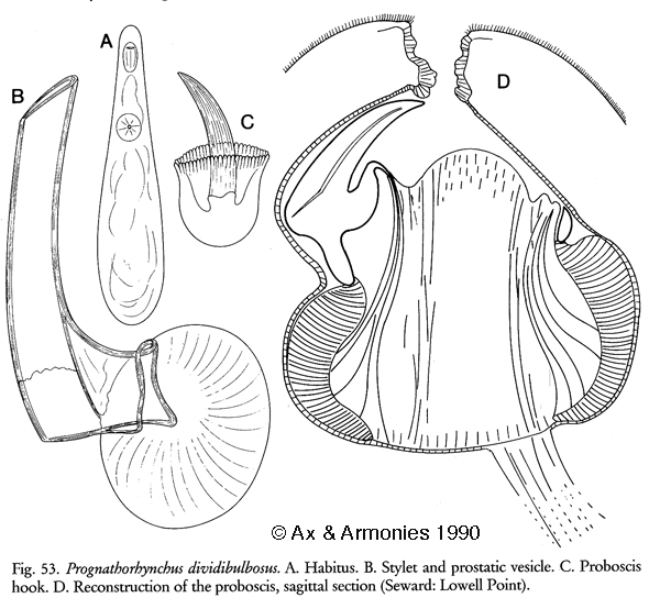 Prognathorhynchus dividibulbosus