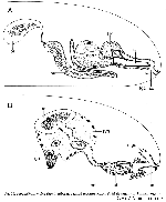 Prognathorhynchus dividibulbosus