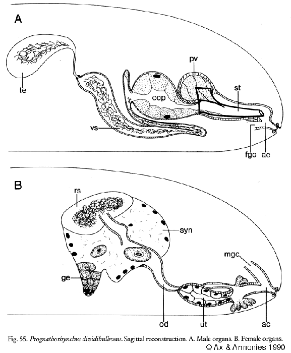 Prognathorhynchus dividibulbosus