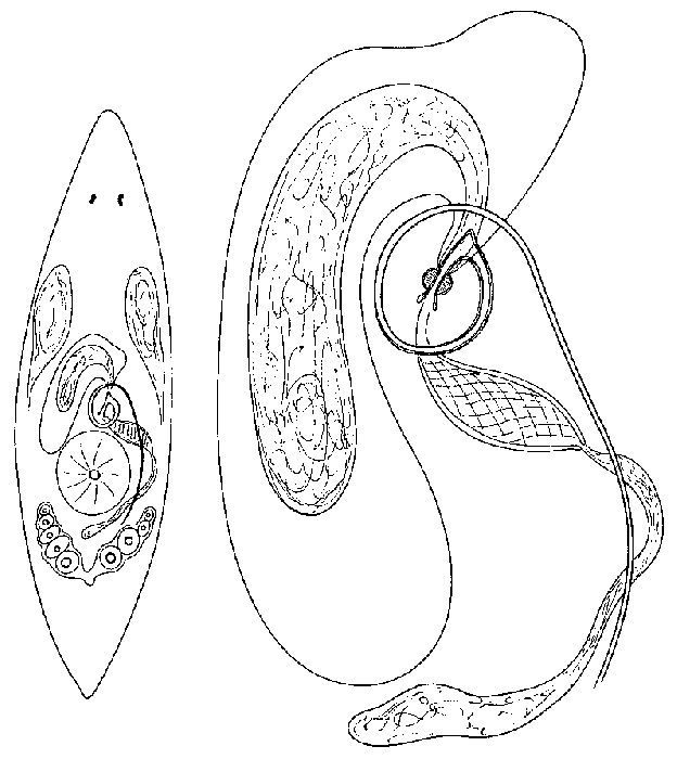 Promesostoma alaskanum