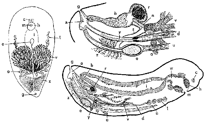 Syndisyrinx evelinae