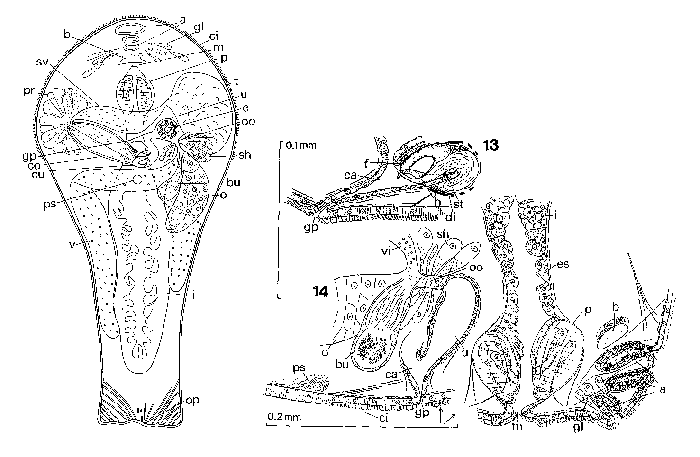 Pterastericola astropectinis