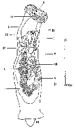 Pterastericola psilastericola