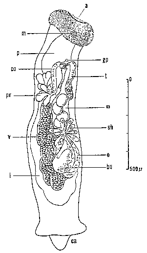 Pterastericola psilastericola