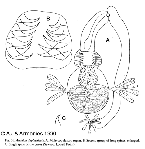 Archiloa duplaculeata