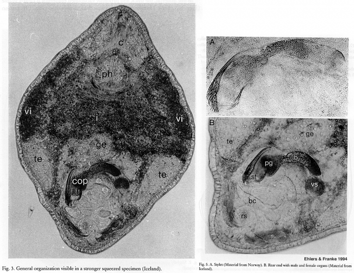 Beauchampiola arctica