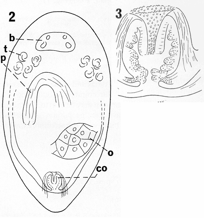 Cylindrostoma paralutheri