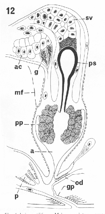 Einarhelmins stilifera