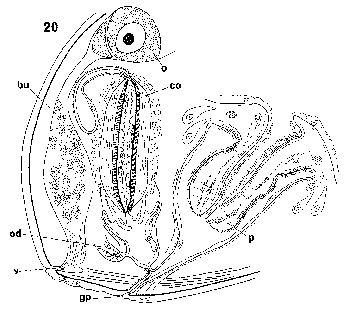 Allostoma crassicystiferum