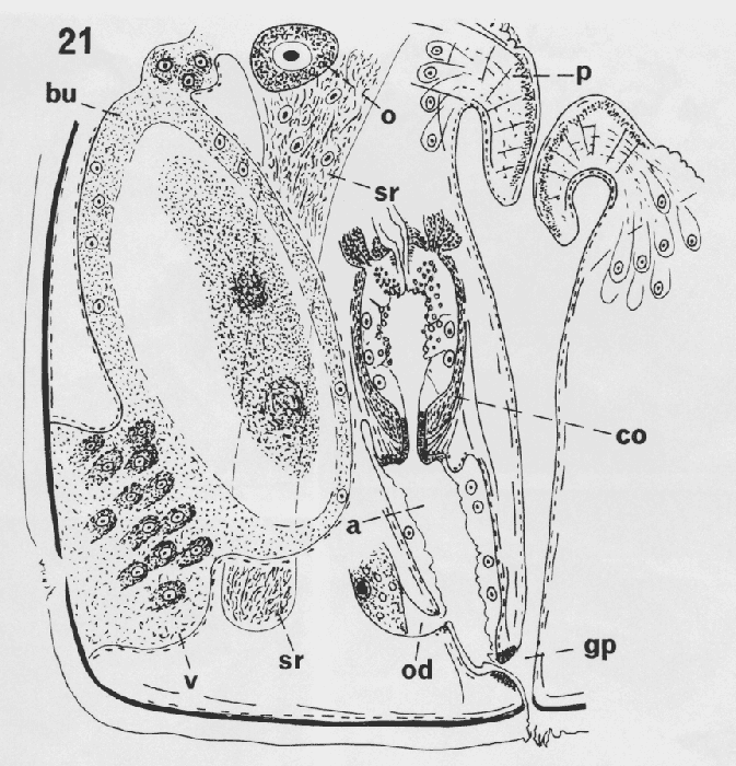 Allostoma uterinum