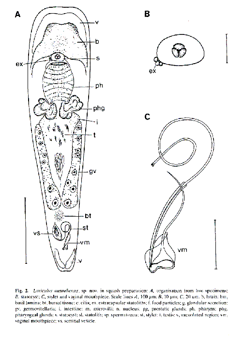 Luriculus australiensis