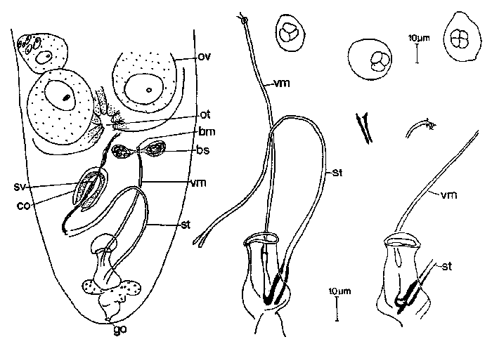 Luriculus tyndareus