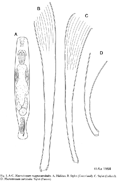 Macrostomum magnacurvituba