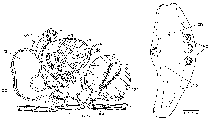 Marcomesostoma evelinae